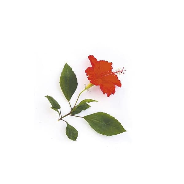 Ljusdoft - Hibiscus - 27 ml