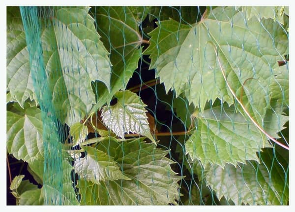 Set of 10 products. BIRD NET 7g/m2 19x19mm 3x5m