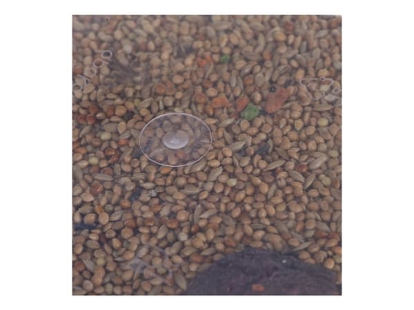 Megan ME10, Frø, 750 g, white millet, canary seeds, red millet, millet Laplata, linseed, senegalese millet, niger seed,...