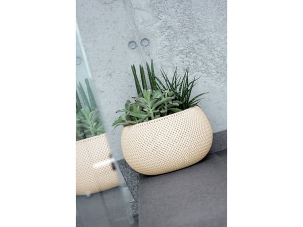 Prosperplast DKSP240-CY728, Hvit, 239 mm, 161 mm, 1 stykker