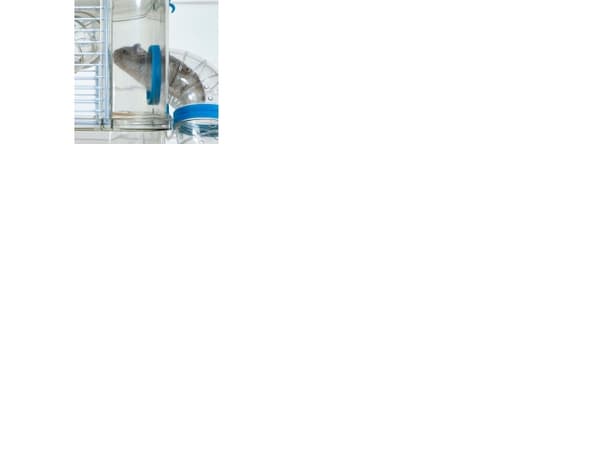 ZOLUX CAGE RODY3 MINI farge hvit