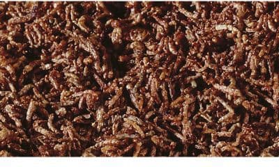 Sera FD-ROTE MUCKENLARVEN Burk 50 ml