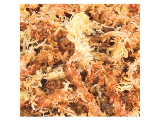 Trixie Medium Moss Sphagnum 100g