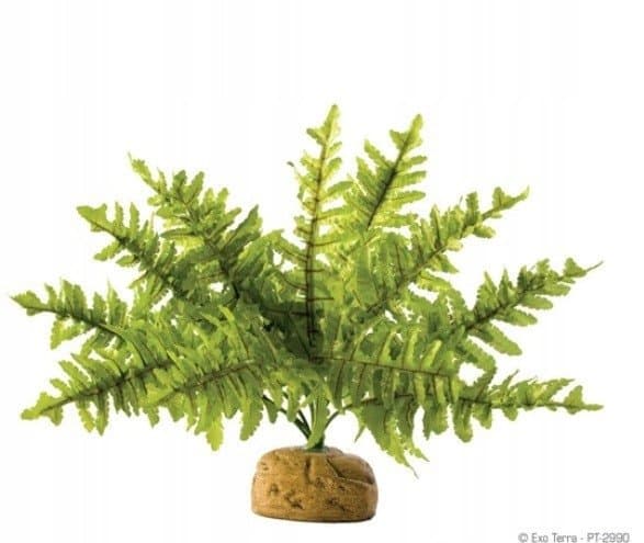 HAGEN HAG.ROSL.D/TERRA RAINFOREST BOSTON FERN 22CM 2990 - 58780