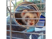 FERPLAST Furet Tower - Bur, snoka