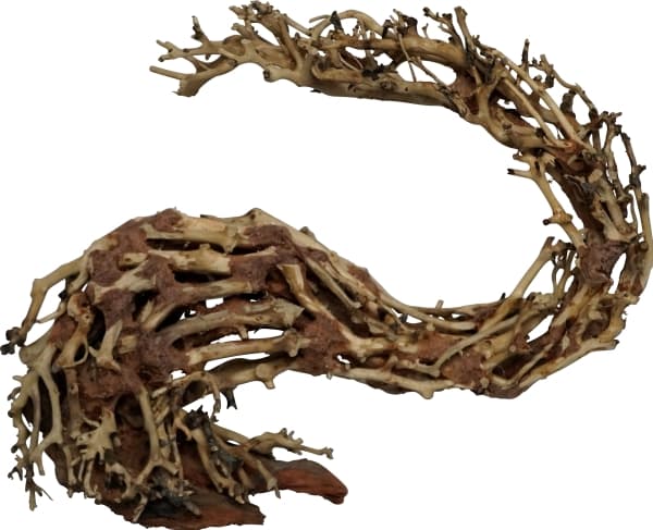 4FISH Trærødder, Dragonhead, 30x13x23 cm
