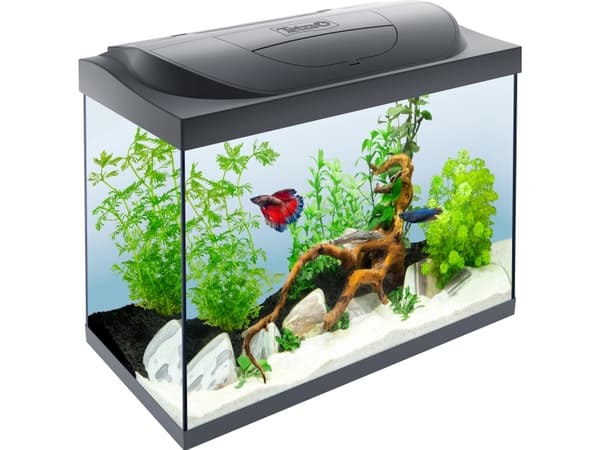Tetra Starter Line Tank LED 80L, sort