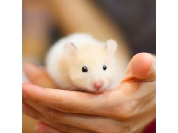 [OUTLET] - Beaphar Care+ Hamster, Granulat, 700 g, Hamster, vitamin E, 700 g, Taske