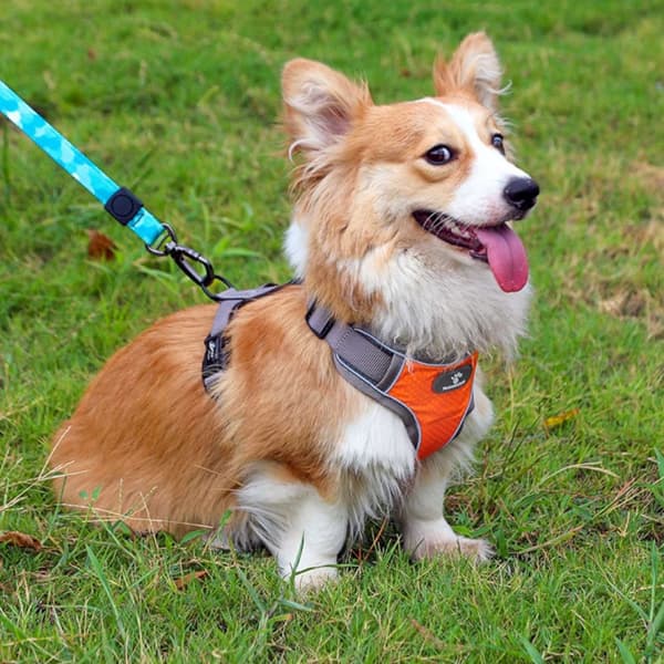 ASTRO träningssele för hundpromenad, orange, storlek S