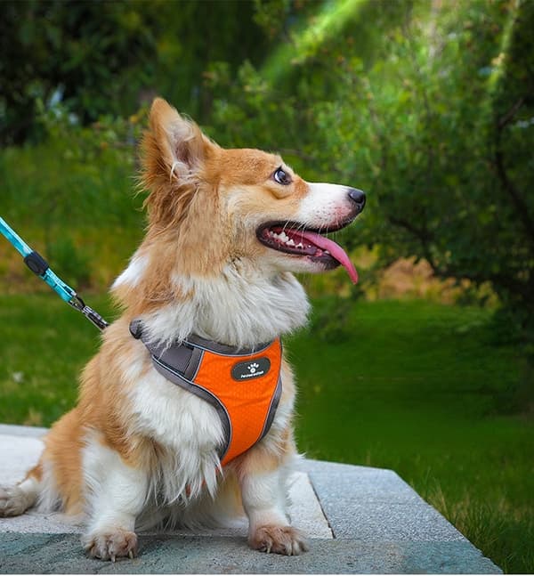 ASTRO träningssele för hundpromenad, orange, storlek S