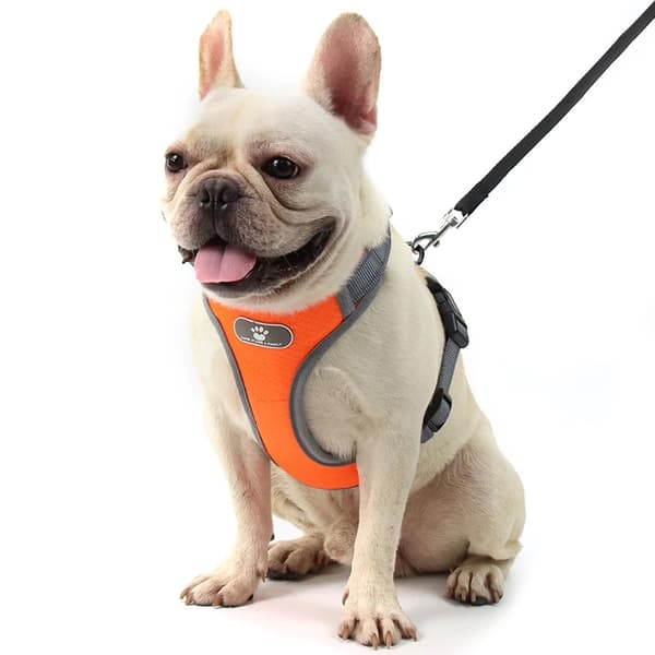 ASTRO träningssele för hundpromenad, orange, storlek S