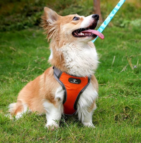 ASTRO träningssele för hundpromenad, orange, storlek S
