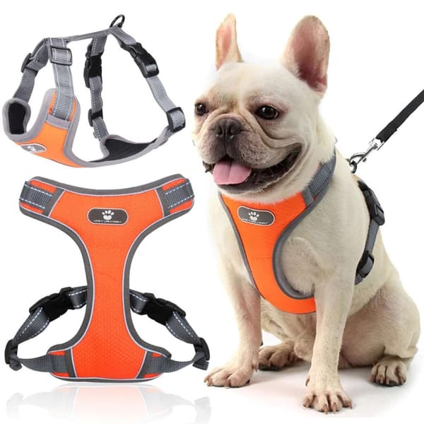 ASTRO träningssele för hundpromenad, orange, storlek S