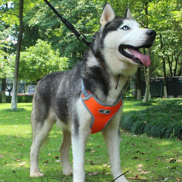 ASTRO træningssele til hunde, orange, str. L