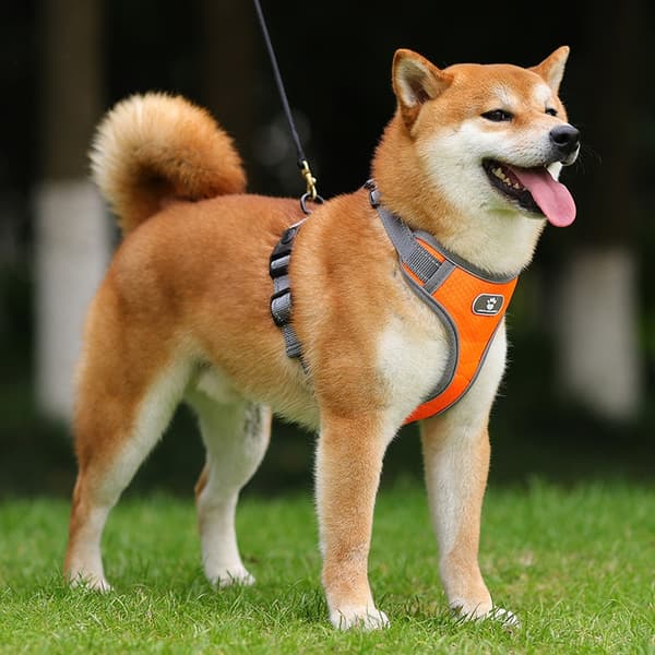 ASTRO træningssele til hunde, orange, str. L