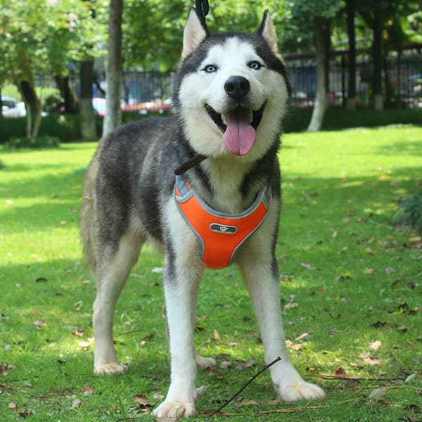 ASTRO træningssele til hunde, orange, str. L