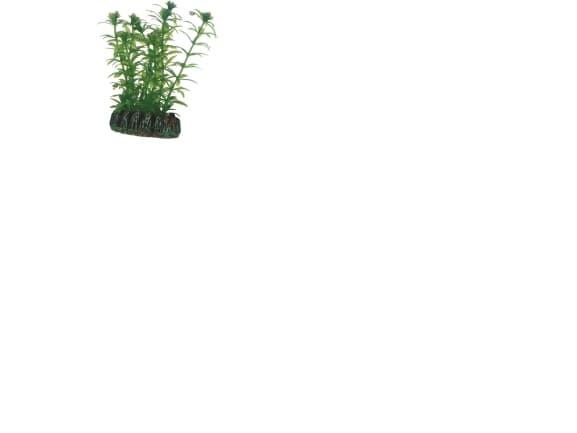 Dohse Lagarosiphon, 7 cm