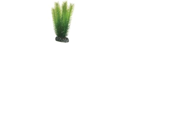 Dohse Mayaca, 16 cm