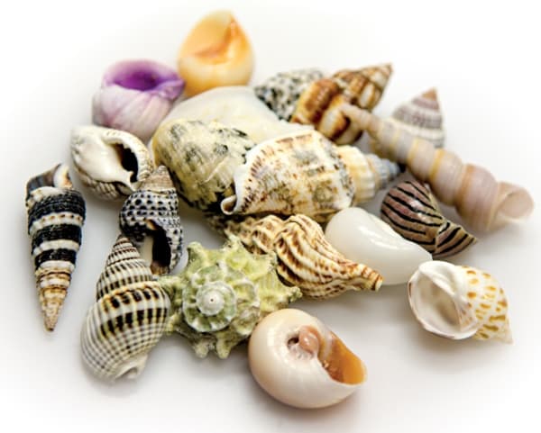 Dohse Simpukkakuoret sarjassa S, 20 kpl. 1-3cm.