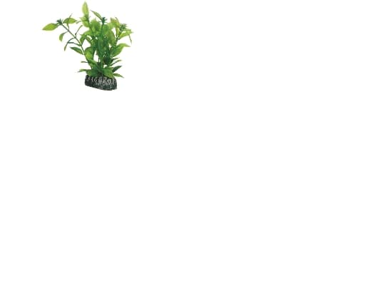 Dohse Hygrophila, 13 cm