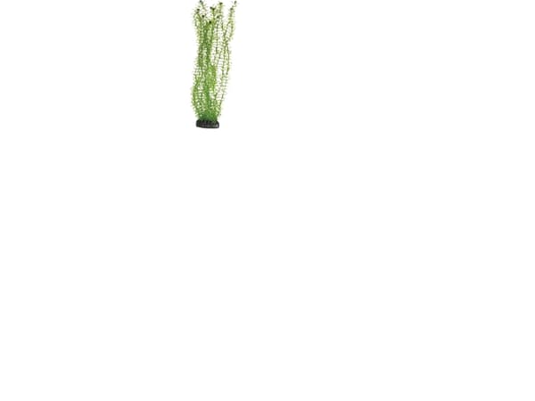 Dohse Lagarosiphon, 34 cm