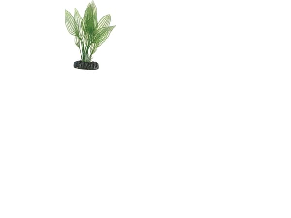 Dohse Aponogeton, 16 cm
