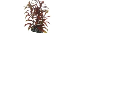 Dohse Nesaea, 13 cm