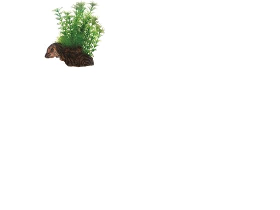 Dohse Flora Root 3, S, 17 cm