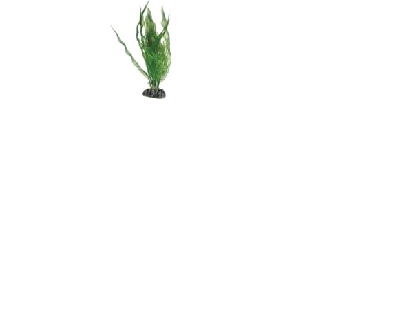 Dohse Aponogeton, 25 cm