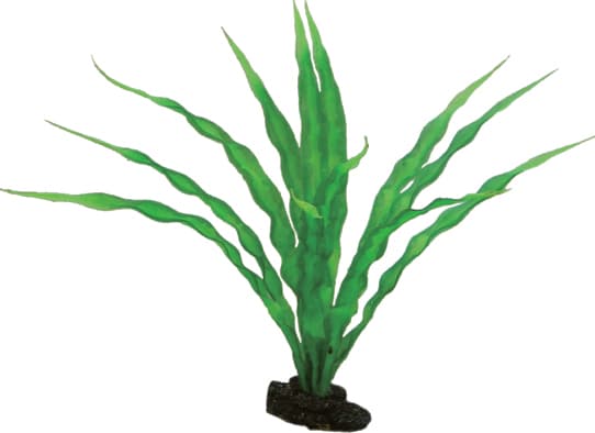 Dohse Crinum, 29 cm