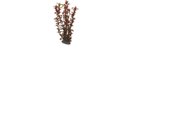 Dohse Rotala, 30 cm