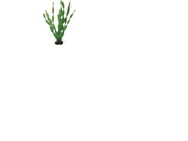 Dohse Vallisneria, 34 cm