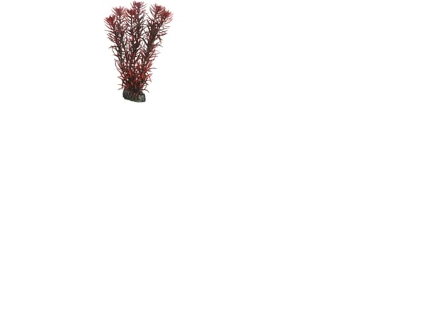 Dohse Eusteralis, 20 cm