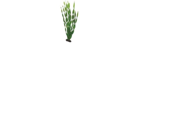 Dohse Vallisneria, 46 cm