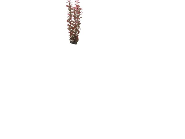 Dohse Ludwigia, 34 cm