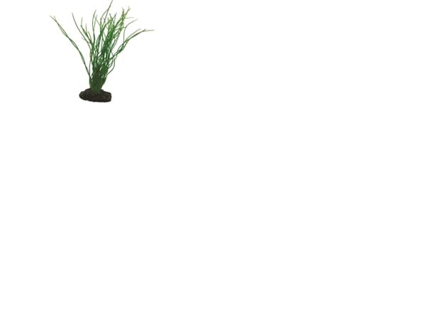 Dohse Sagittaria, 20 cm