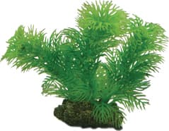 Dohse Egeria, 13 cm