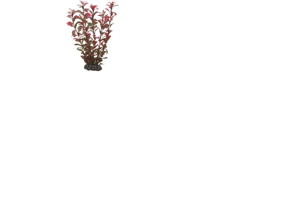 Dohse Ludwigia, 25 cm