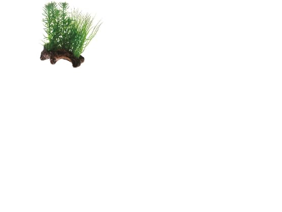 Dohse Flora Root 2, S, 17 cm