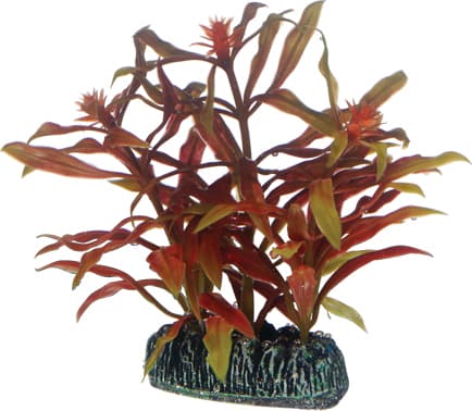 Dohse Nesaea, 7 cm