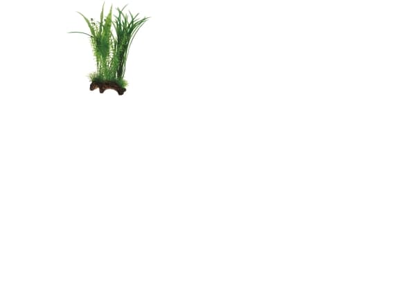 Dohse Flora Root 1, L, 30 cm