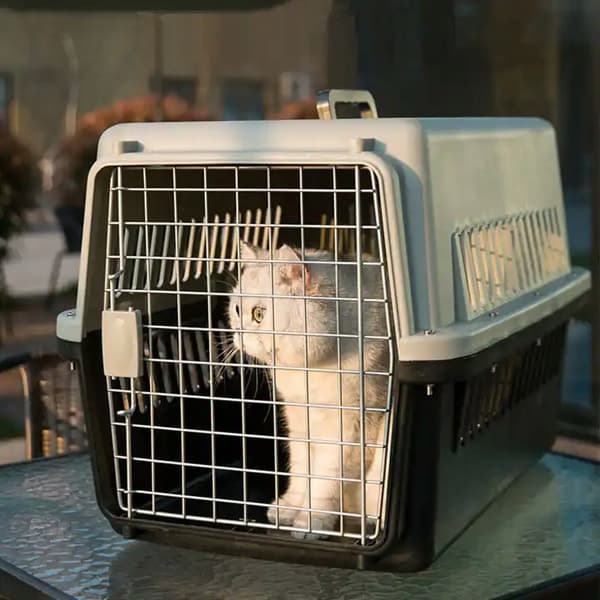 STOR BÄRA FÖR KATT HUND KANIN DJUR PLASTBUR PENNLÅDA