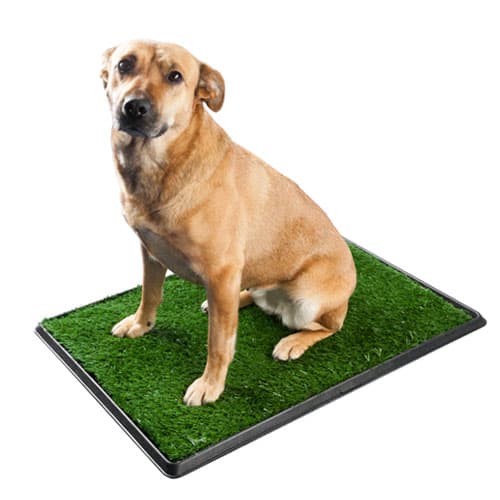 Hundetoilet - stort
