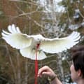 Pikkukuva 9 / 10: Aviator XXS papukaijavaljaat mustat