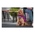 Miniatyrbillede 3 af 6: Dog Coat Red Dingo Puffer Pink/Purple 40 cm