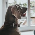 Miniatyrbillede 3 af 4: Dog collar Hunter Aalborg Special Cognac (36-44 cm)