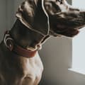 Miniatyrbillede 4 af 4: Dog collar Hunter Aalborg Special Cognac (36-44 cm)