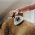Miniatyrbillede 4 af 4: Detangling Hairbrush Hunter Self-cleaning