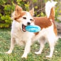 Miniatyrbild 6 av 10: 2-in-1 Freezable Pet Chew Toy Glubiz InnovaGoods