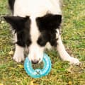 Miniatyrbild 7 av 10: 2-in-1 Freezable Pet Chew Toy Glubiz InnovaGoods